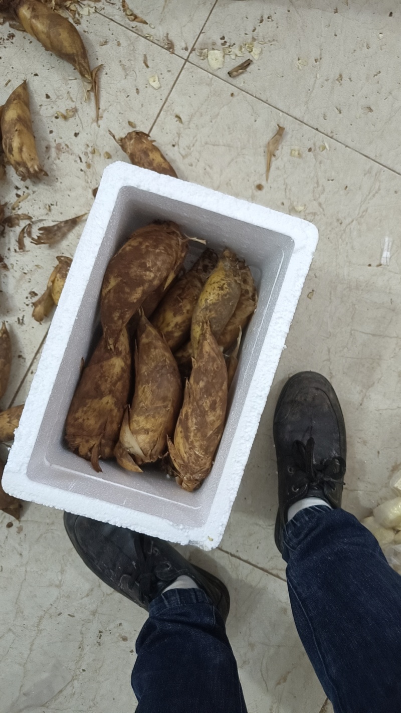 赤水黄泥冬笋新鲜笋笋肉