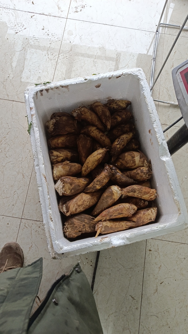 赤水黄泥冬笋新鲜笋笋肉