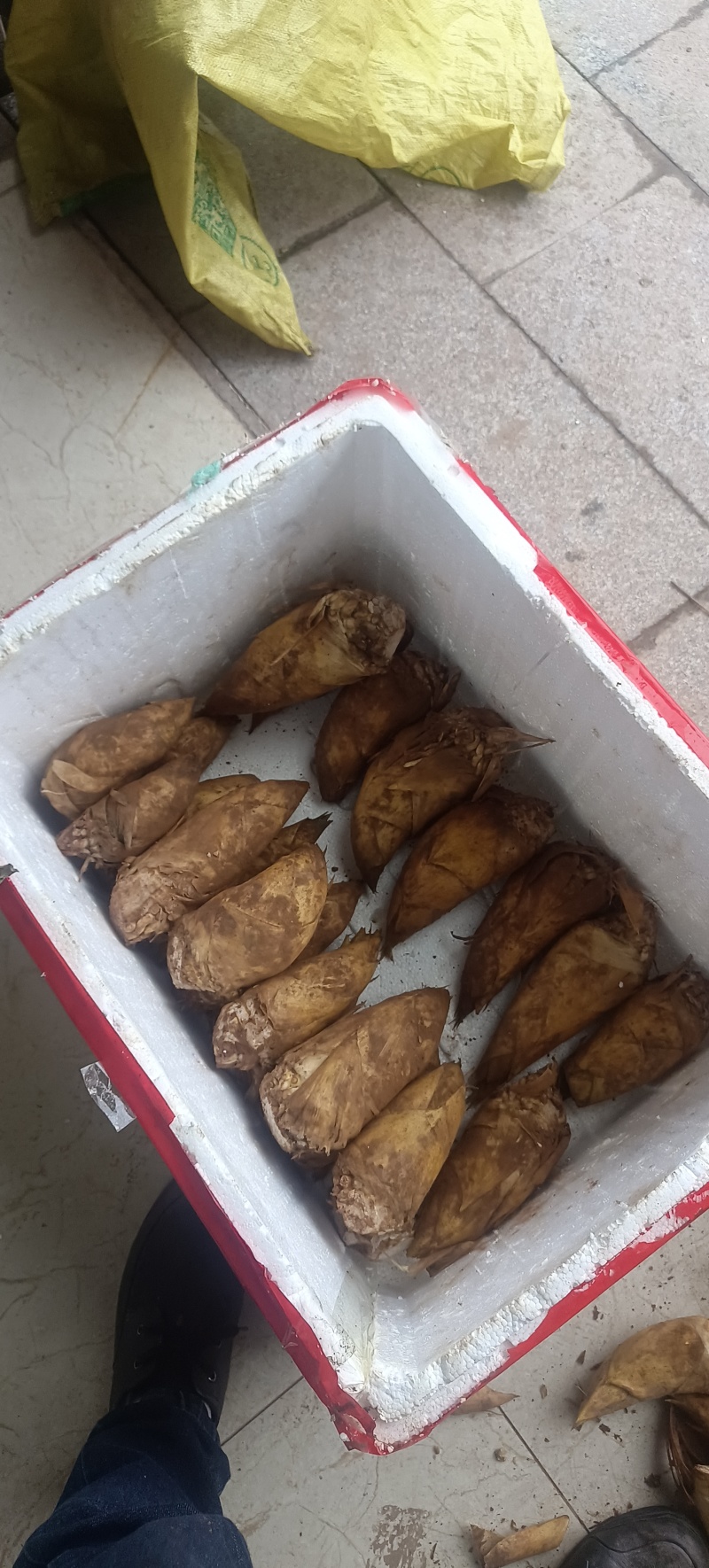赤水黄泥冬笋新鲜笋笋肉