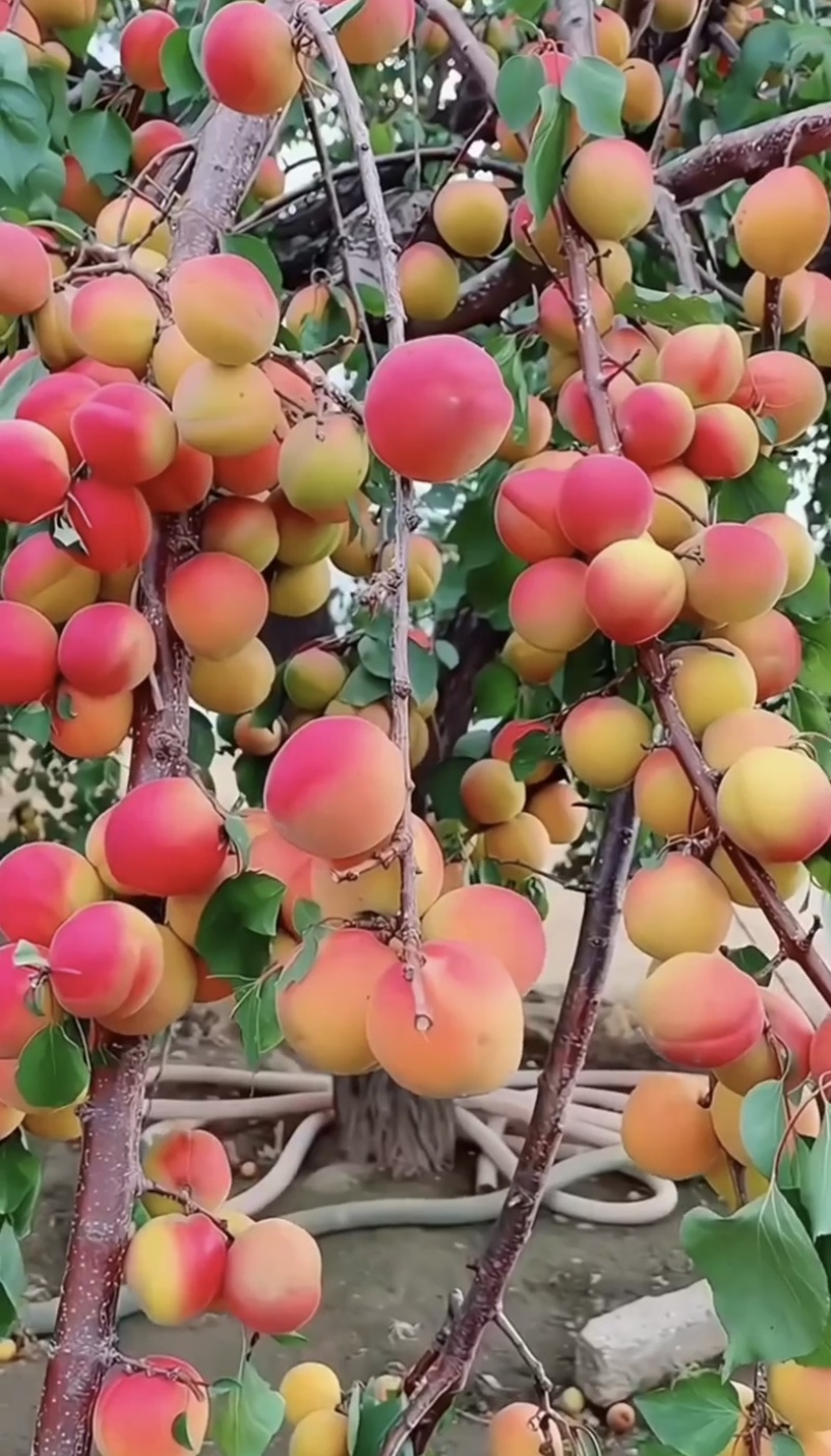 满园红杏树苗