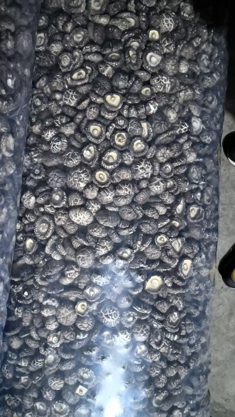 精选干花菇茶花菇红花菇大小型号齐全，