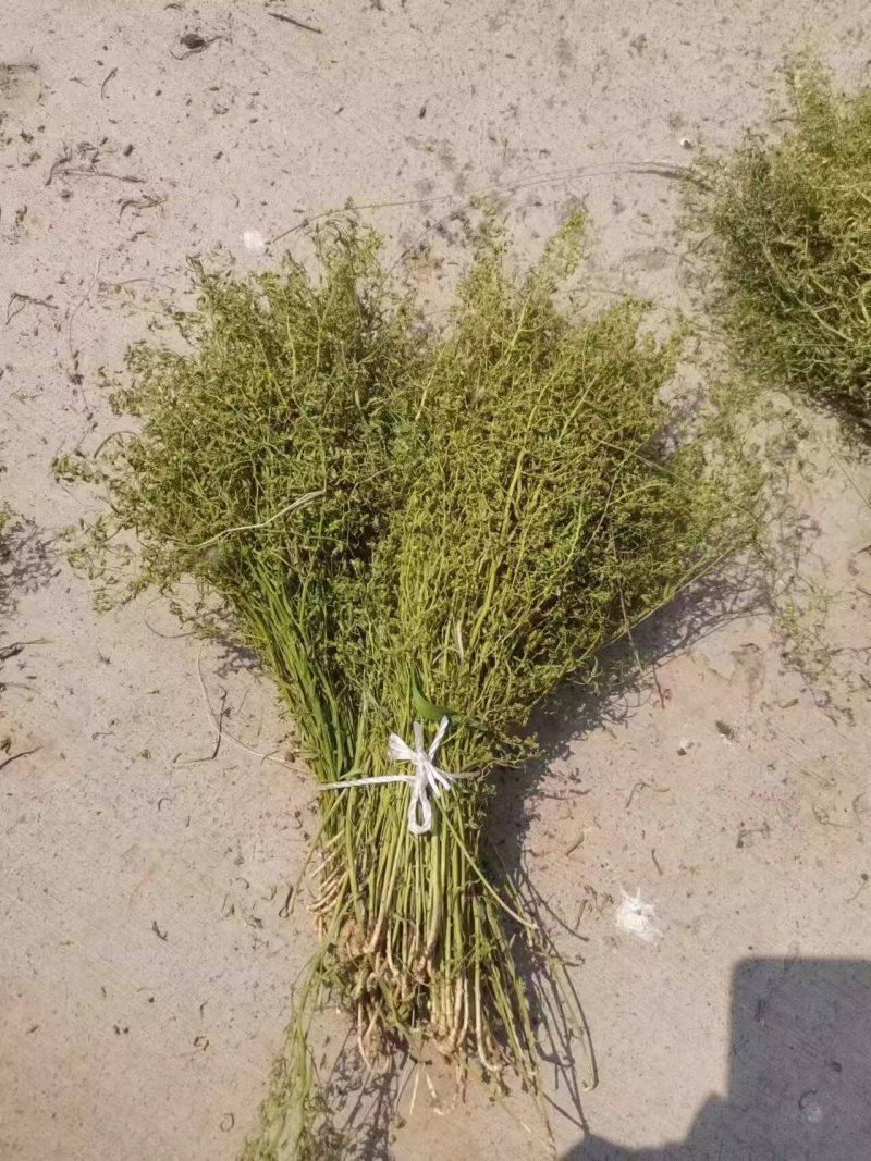 百蕊草大货专营原产地直销德艺山产品专业合作社