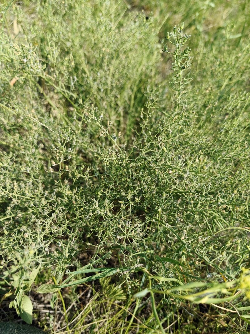 百蕊草大货专营原产地直销德艺山产品专业合作社