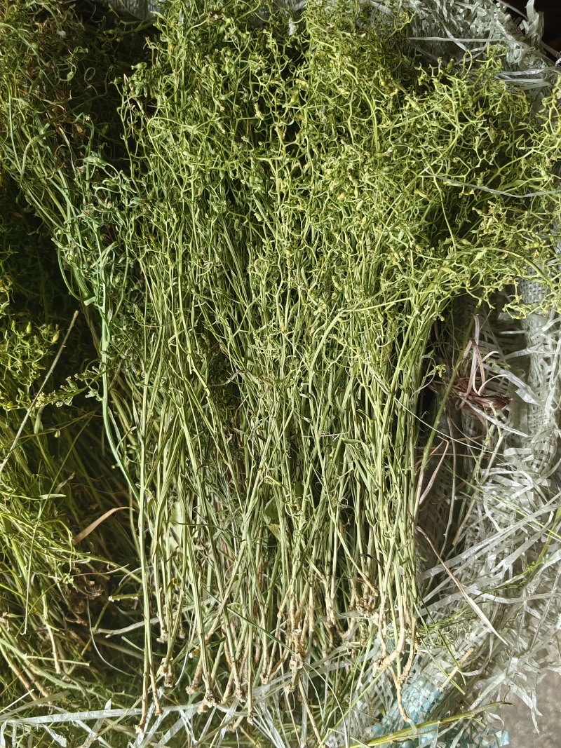 百蕊草大货专营原产地直销德艺山产品专业合作社