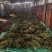百蕊草大货专营原产地直销德艺山产品专业合作社