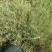 百蕊草大货专营原产地直销德艺山产品专业合作社