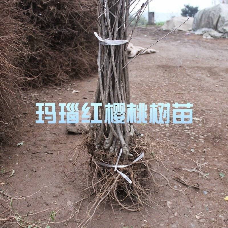 玛瑙红樱桃树苗，育苗基地种植，量大，成活率高，挂果率大！