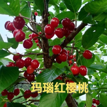 玛瑙红樱桃树苗，基地培育，对接全国各地种植户，种植基地！