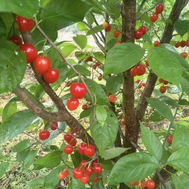 玛瑙红樱桃树苗，基地培育，对接全国各地种植户，种植基地！