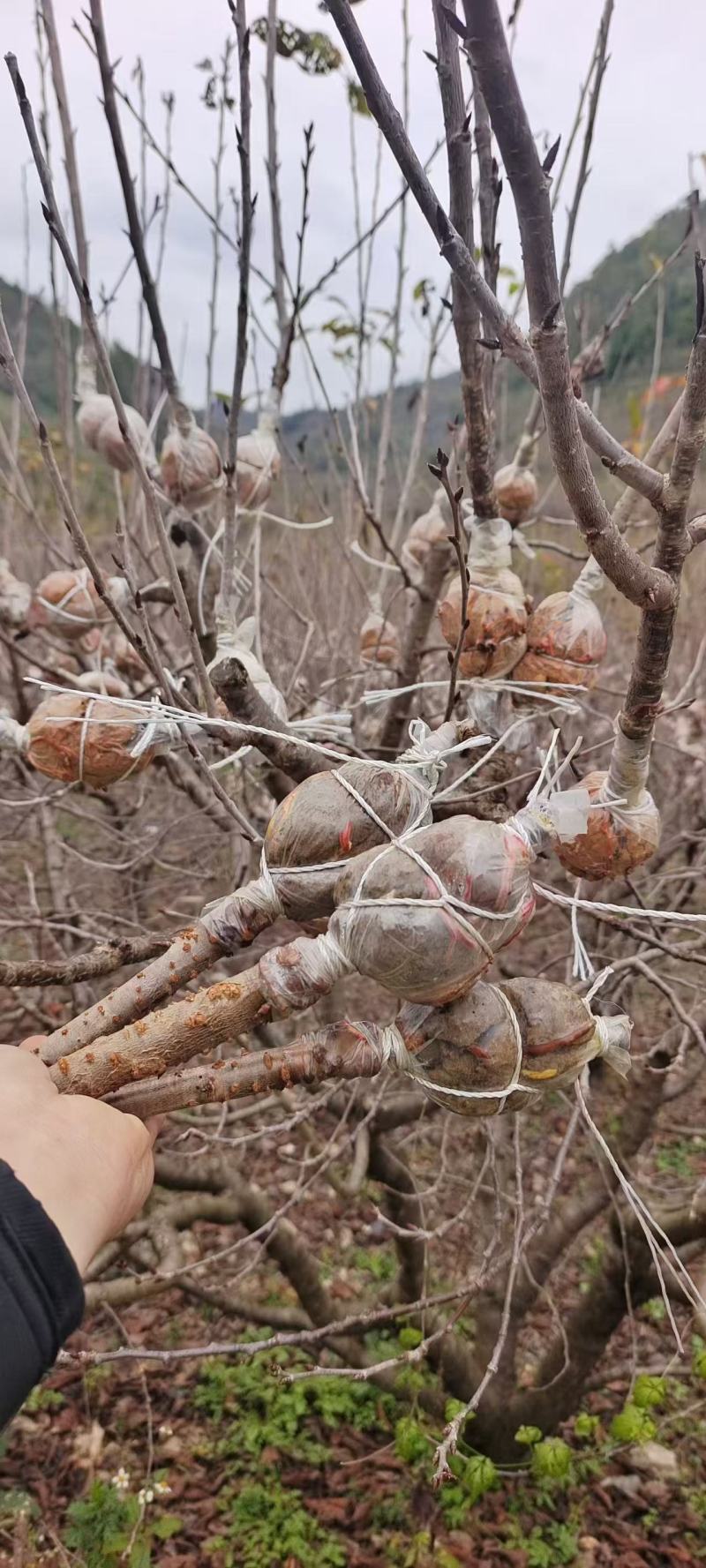 玛瑙红樱桃树苗，基地培育，对接全国各地种植户，种植基地！