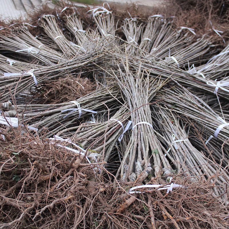 玛瑙红樱桃树苗，基地培育，对接全国各地种植户，种植基地！