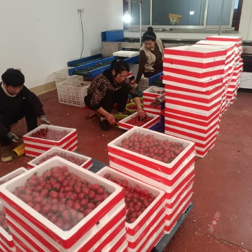千禧圣女果T七粉玉小番茄青甜绿色小番茄产地量大口感好