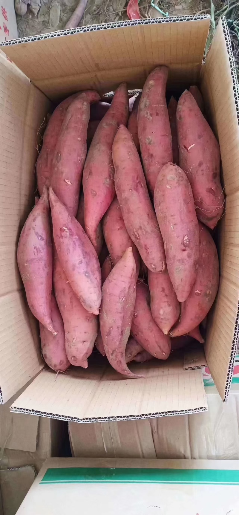 沙地西瓜红蜜薯，大量上市，一手货源，质量保证，欢迎采购