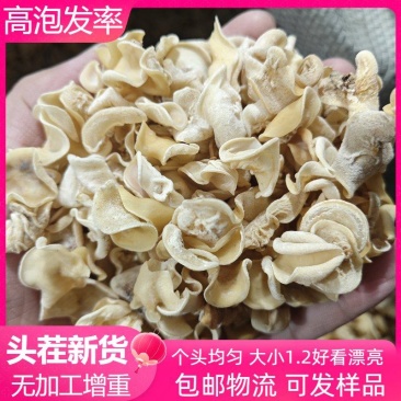 原货无增重高泡发东北白玉木耳干货大小均匀肉厚无根小碗耳