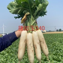 白萝卜。长年供应各种市场，加工厂萝卜。电商，基地种植