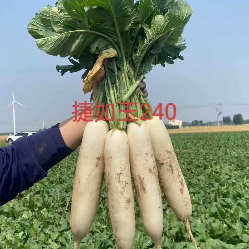 白萝卜。长年供应各种市场，加工厂萝卜。电商，基地种植