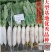 白萝卜。长年供应各种市场，加工厂萝卜。电商，基地种植