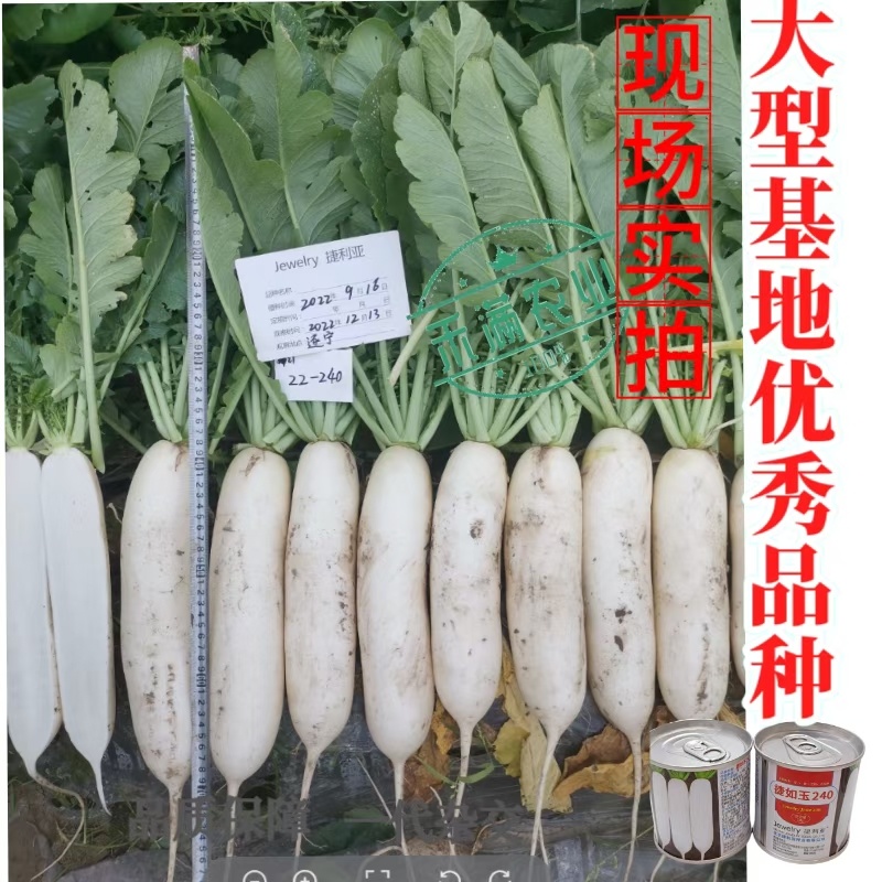 白萝卜。长年供应各种市场，加工厂萝卜。电商，基地种植