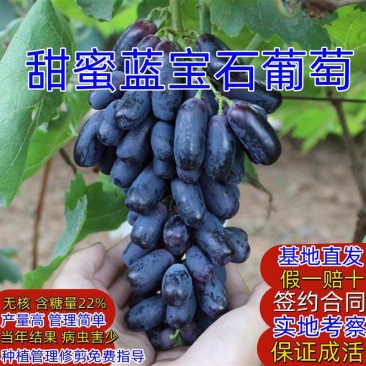 葡萄树苗，甜蜜蓝宝石葡萄树苗，基地直发签约种植