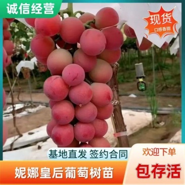 妮娜皇后葡萄树苗，基地直发，签约合同种植，保证品种