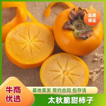 太秋脆甜柿子树苗，基地直发保证品种成活签约合同种植假一赔