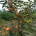 太秋脆甜柿子树苗，基地直发保证品种成活签约合同种植假一赔