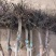 太秋脆甜柿子树苗，基地直发保证品种成活签约合同种植假一赔
