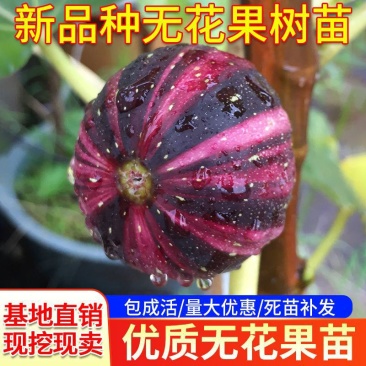 无花果树苗，品种齐全，基地直发，保证品种，不结果全额退款