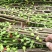 无花果树苗，品种齐全，基地直发，保证品种，不结果全额退款
