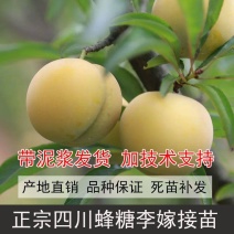 蜂糖李子树苗，基地直发，保证品种假一赔十欢迎大家实地考察