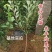 蜂糖李子树苗，基地直发，保证品种假一赔十欢迎大家实地考察