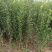 蜂糖李子树苗，基地直发，保证品种假一赔十欢迎大家实地考察