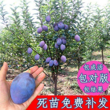 西梅女神李子树苗，基地直发假一赔十不成活全额退款实地考察