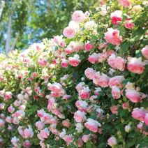 2米特大苗】藤本月季大花爬藤植物四季开花红粉黄紫