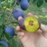 西梅女神李子树苗，基地直发假一赔十不成活全额退款实地考察
