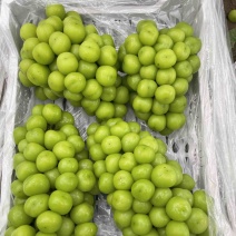 库存阳光玫瑰——自有冷库保质保量欢迎选购