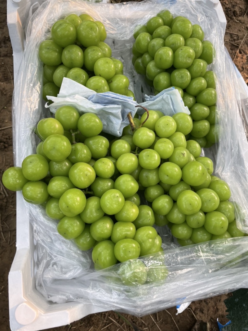 库存阳光玫瑰——自有冷库保质保量欢迎选购