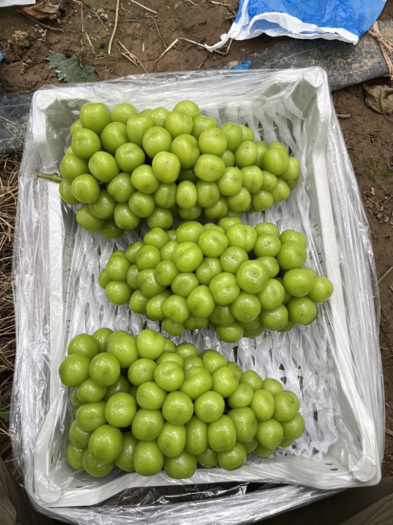 库存阳光玫瑰——自有冷库保质保量欢迎选购