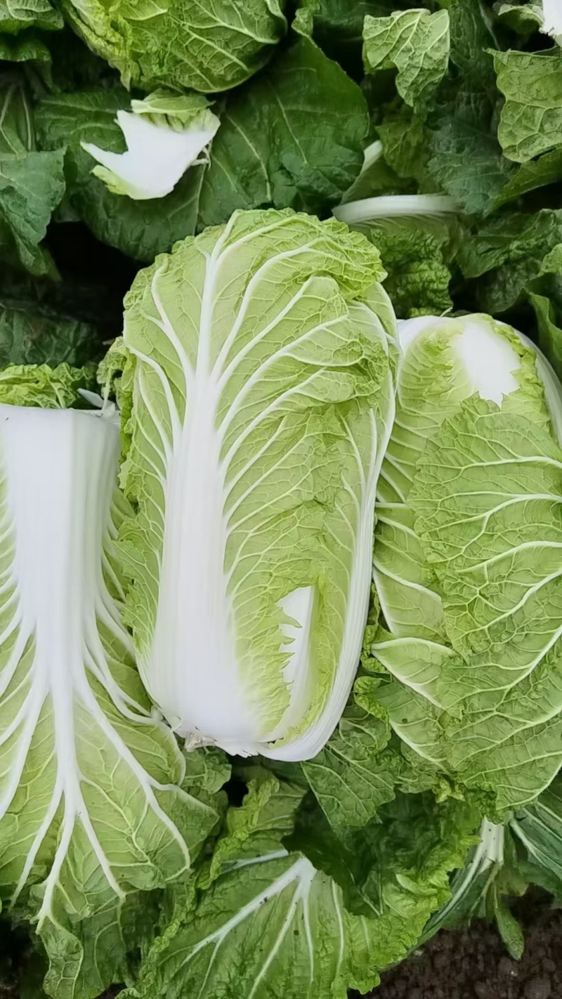 白菜大量出货中，价格便宜，大量接单中，需要的速度联系