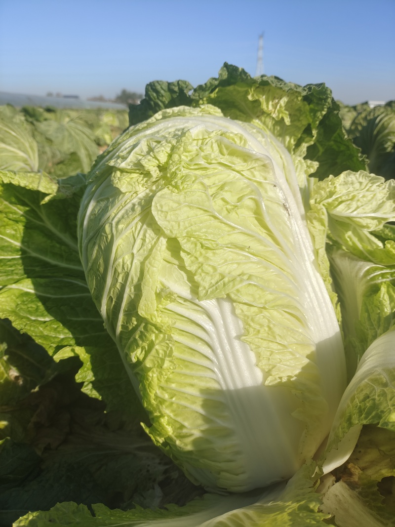 白菜大量出货中，价格便宜，大量接单中，需要的速度联系