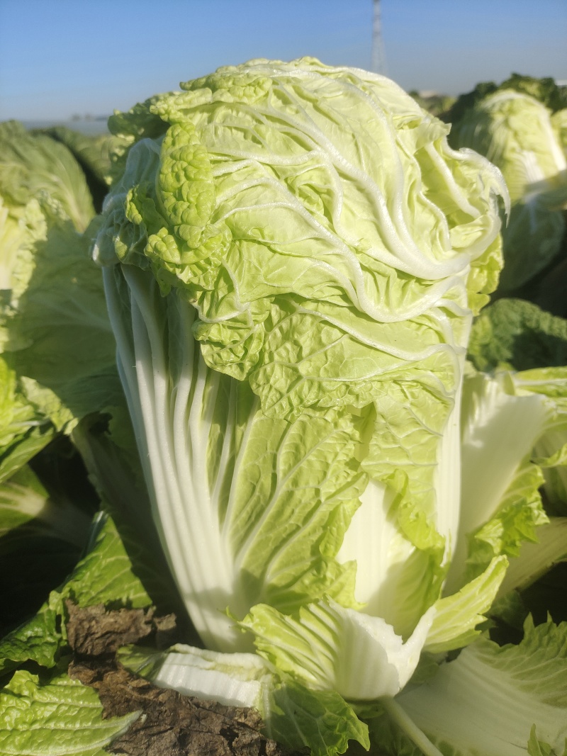 白菜大量出货中，价格便宜，大量接单中，需要的速度联系