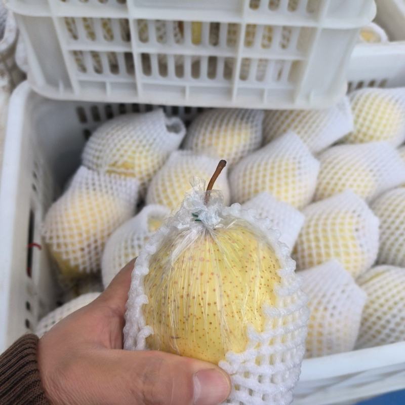 冷库，大量批发鸭梨***********