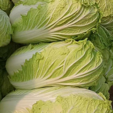 白菜大量出货中，价格便宜，大量接单中，需要的速度联系