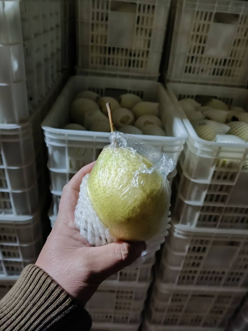冷库，大量批发鸭梨***********