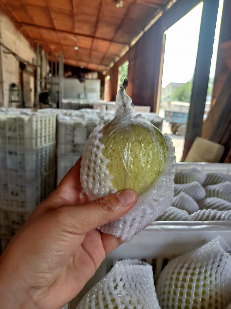 冷库，大量批发鸭梨***********