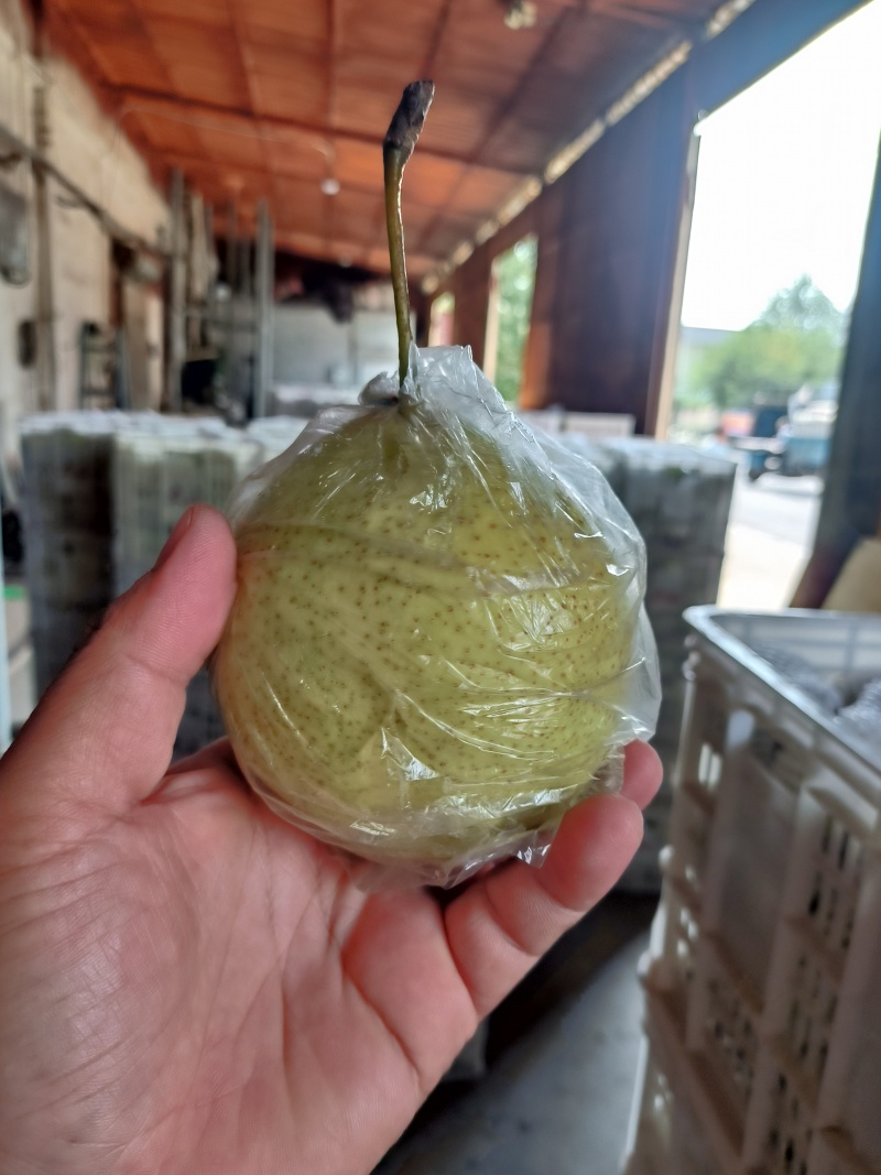 冷库，大量批发鸭梨***********