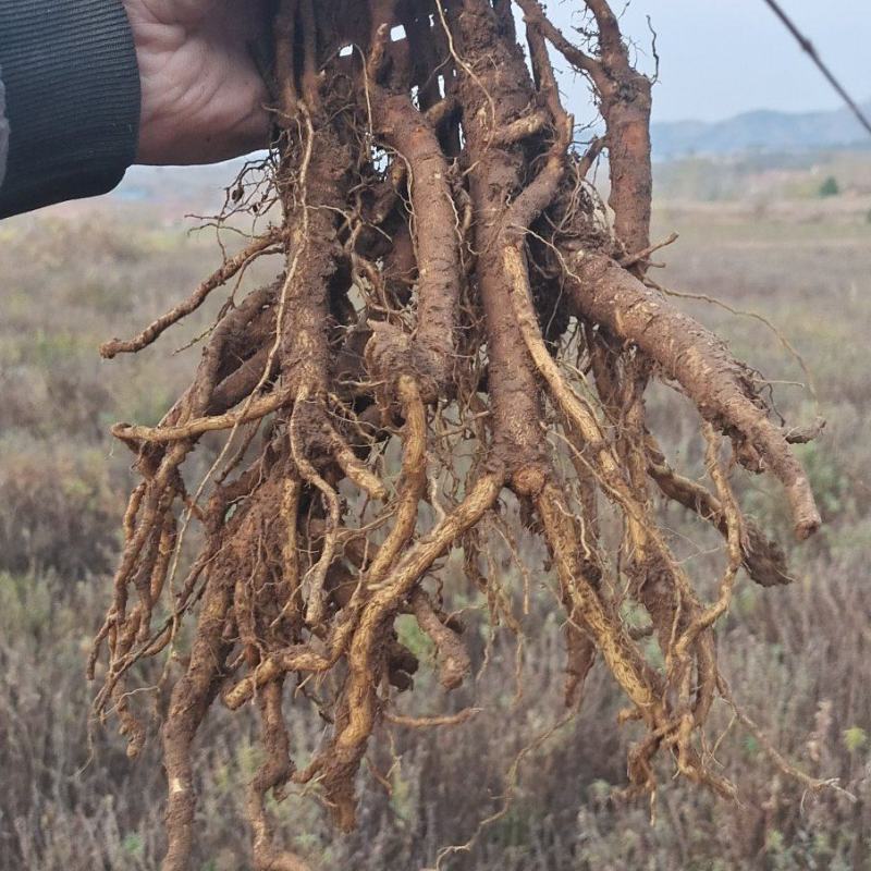 黄芩