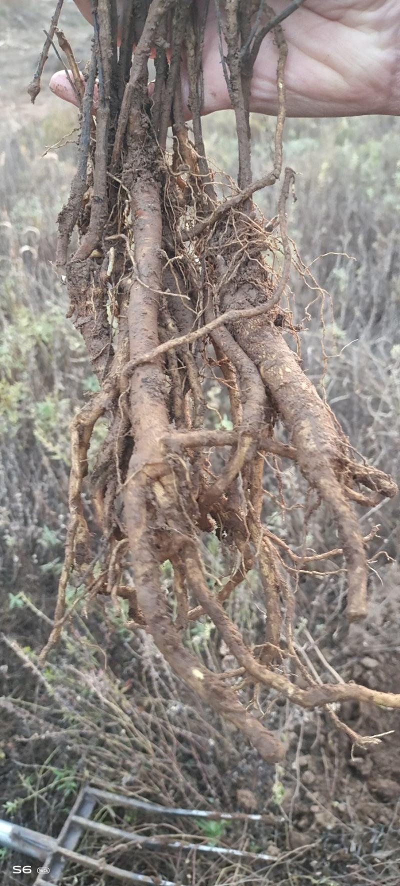 黄芩
