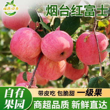 【【全年供应】山东烟台栖霞红富士苹果新鲜应季水果批发一件代发