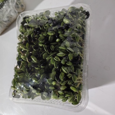健康美味的黑豆苗